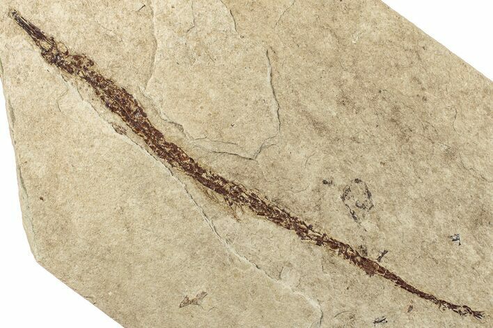 Fossil Pipefish (Syngnathus) - California #293915